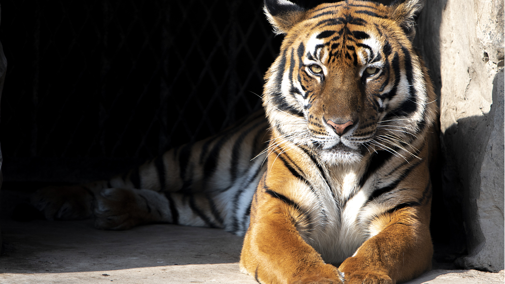 Live: Meet white and Bengal tigers at NW China's Xi'an Qinling Wildlife Park – Ep. 2