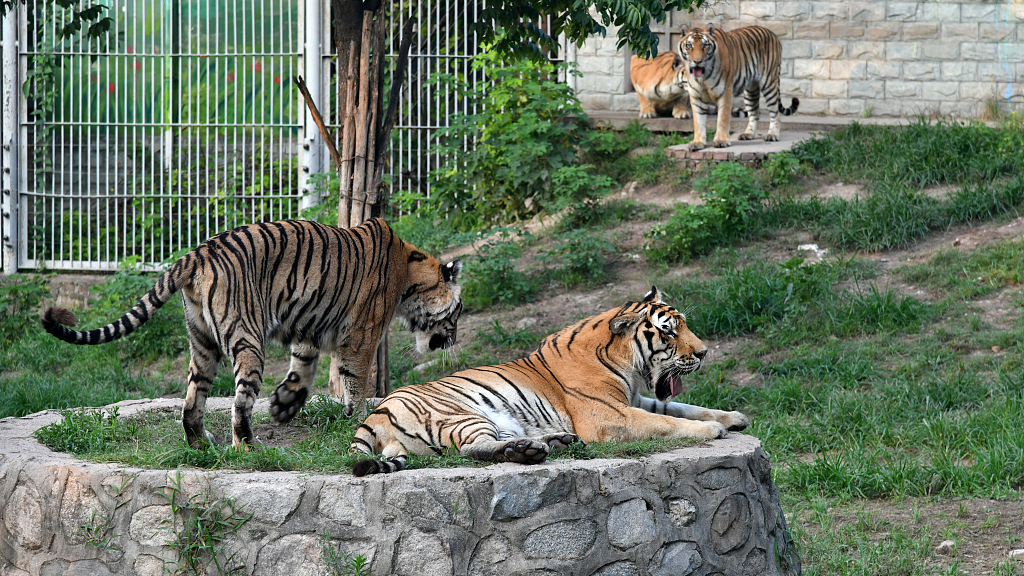 Live: Meet white and Bengal tigers at NW China's Xi'an Qinling Wildlife Park