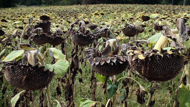 Sunflowers fields are dry in Kochersberg, near Strasbourg, eastern France, August 28, 2022. /CFP