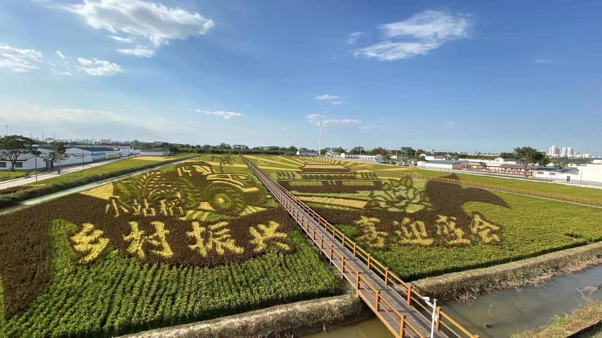 Paddy field of Xiaozhan Rice in north China's Tianjin Municipality. /Agriculture and Rural Affairs Committee of Tianjin Municipality