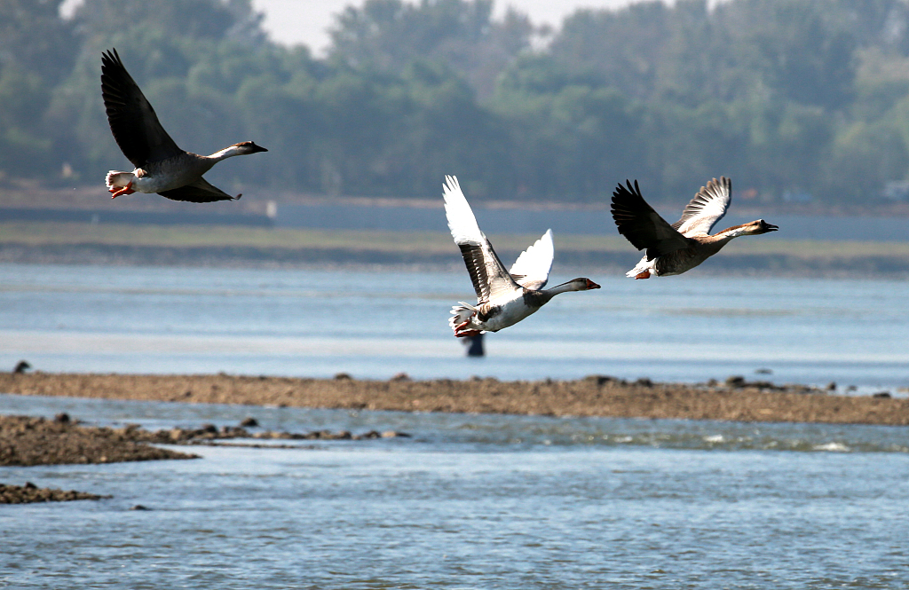 Swan geese flying. /CFP