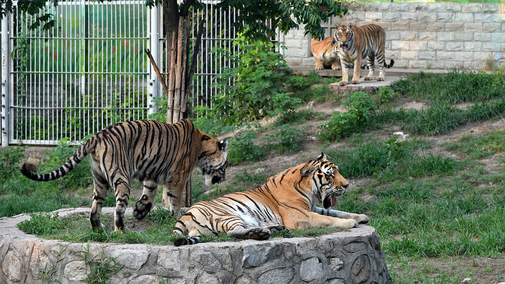 Live: Meet white and Bengal tigers at NW China's Xi'an Qinling Wildlife Park – Ep. 4