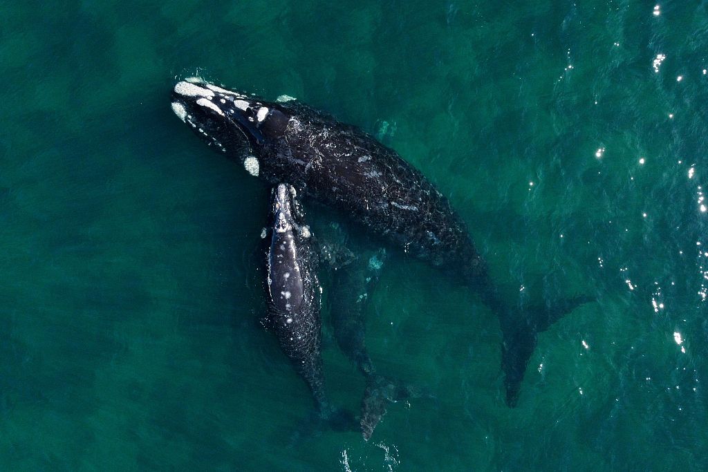 Una ballena franca austral con su cría en las aguas del Océano Atlántico Sur cerca de Puerto Madryn, provincia de Chubut, Argentina, 5 de octubre de 2022. /CFP