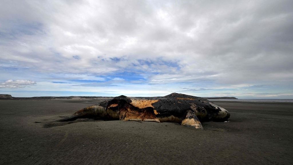 A dead southern right whale found on a beach near Puerto Pyramides, in Chubut, Argentina, October 7, 2022. /CFP