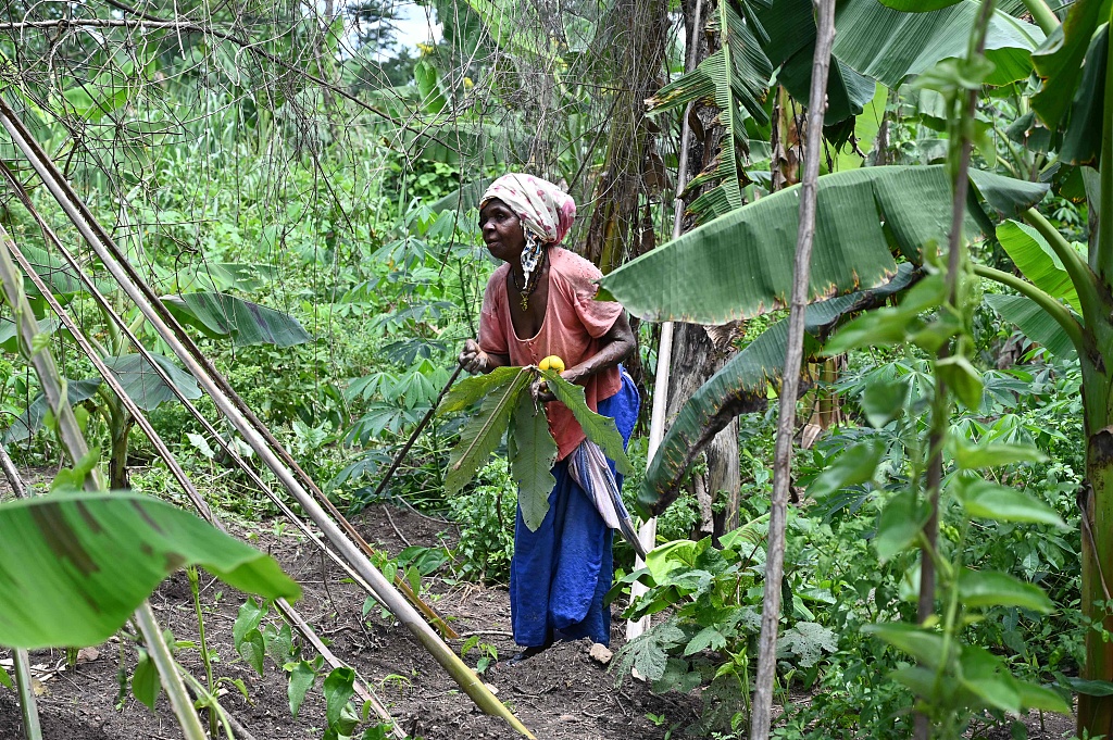 A member of a farming cooperative works in a field near Divo, Cote d'Ivoire, May 20, 2021. /CFP