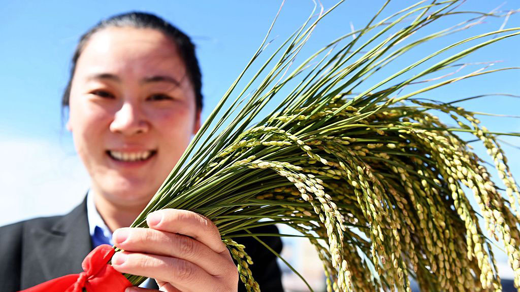 A local farmer shows a sea rice plant in Qingdao City, east China's Shandong Province, September 23, 2022. /CFP