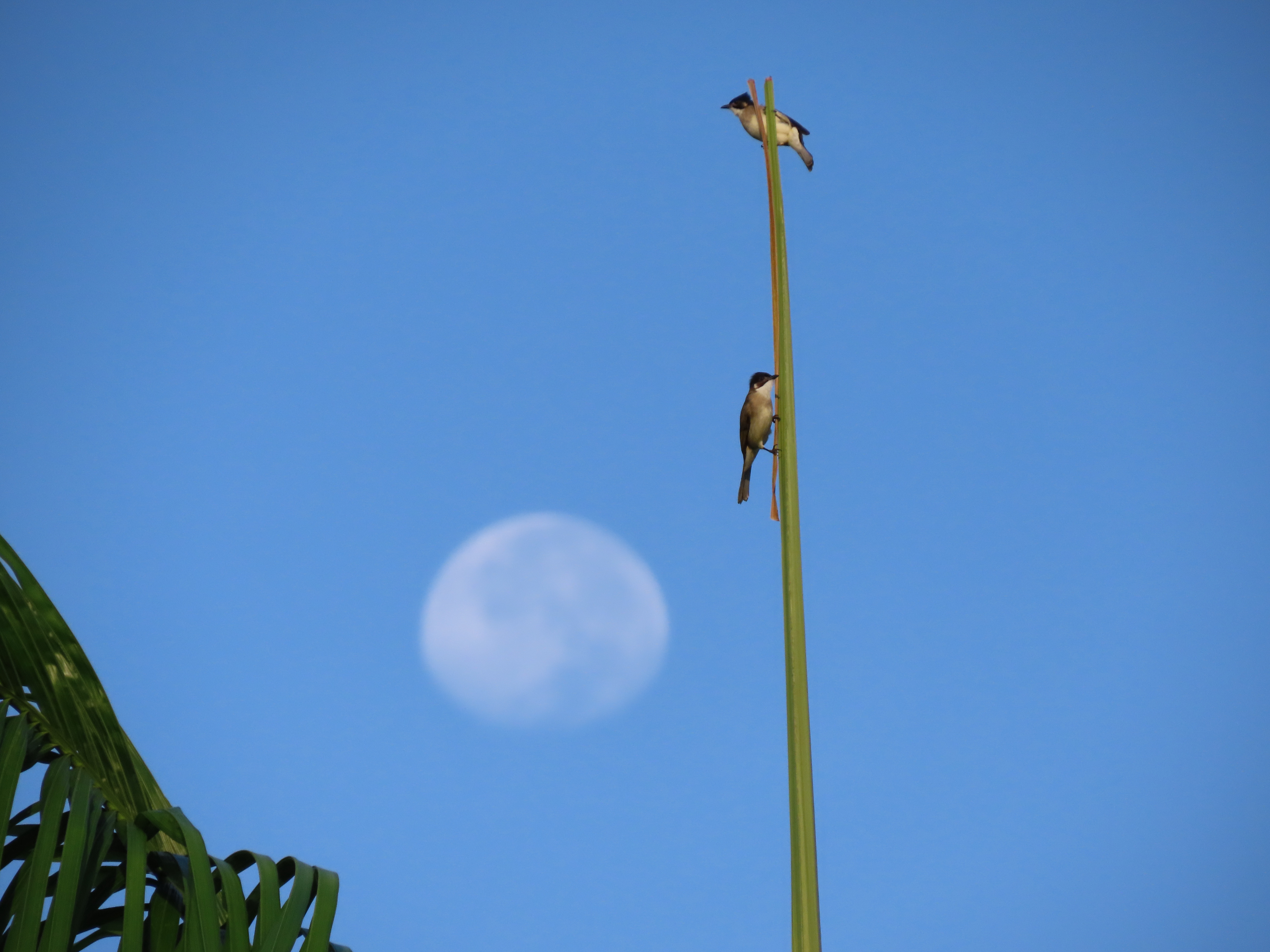 Bird romance before a moon night