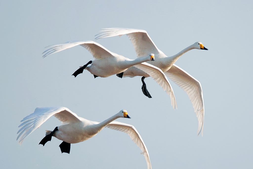 Whooper swans in Weihai City, east China's Shandong Province, February 27, 2022. /CFP