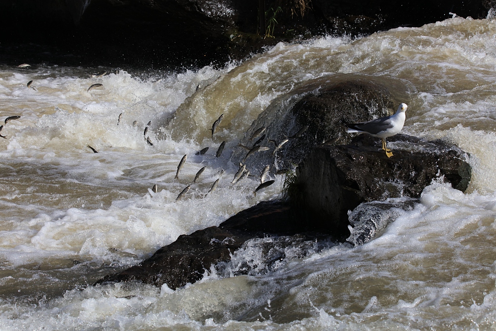 Pearl mullets migrated from Lake Van to tributary rivers in Turkey, May 26, 2019. /CFP 