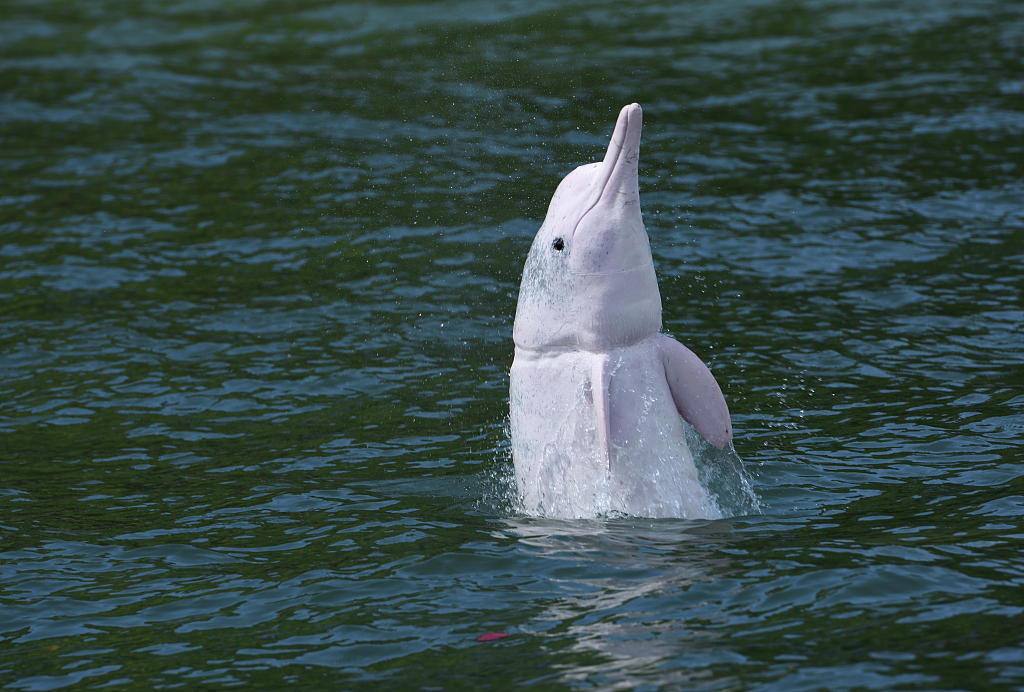 A Chinese white dolphin. /CFP