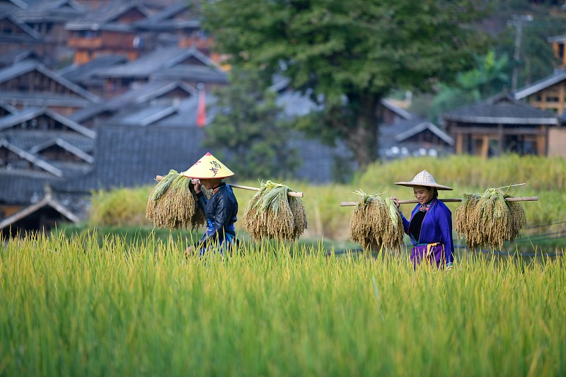 People harvest rice in a village in Congjiang County, Guizhou Province, China, October 12, 2022. /CFP