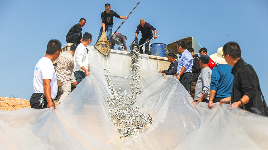 Forage fish are poured into Poyang Lake to provide extra food for endangered Yangtze finless porpoises in east China's Jiangxi Province, October 14. /CFP