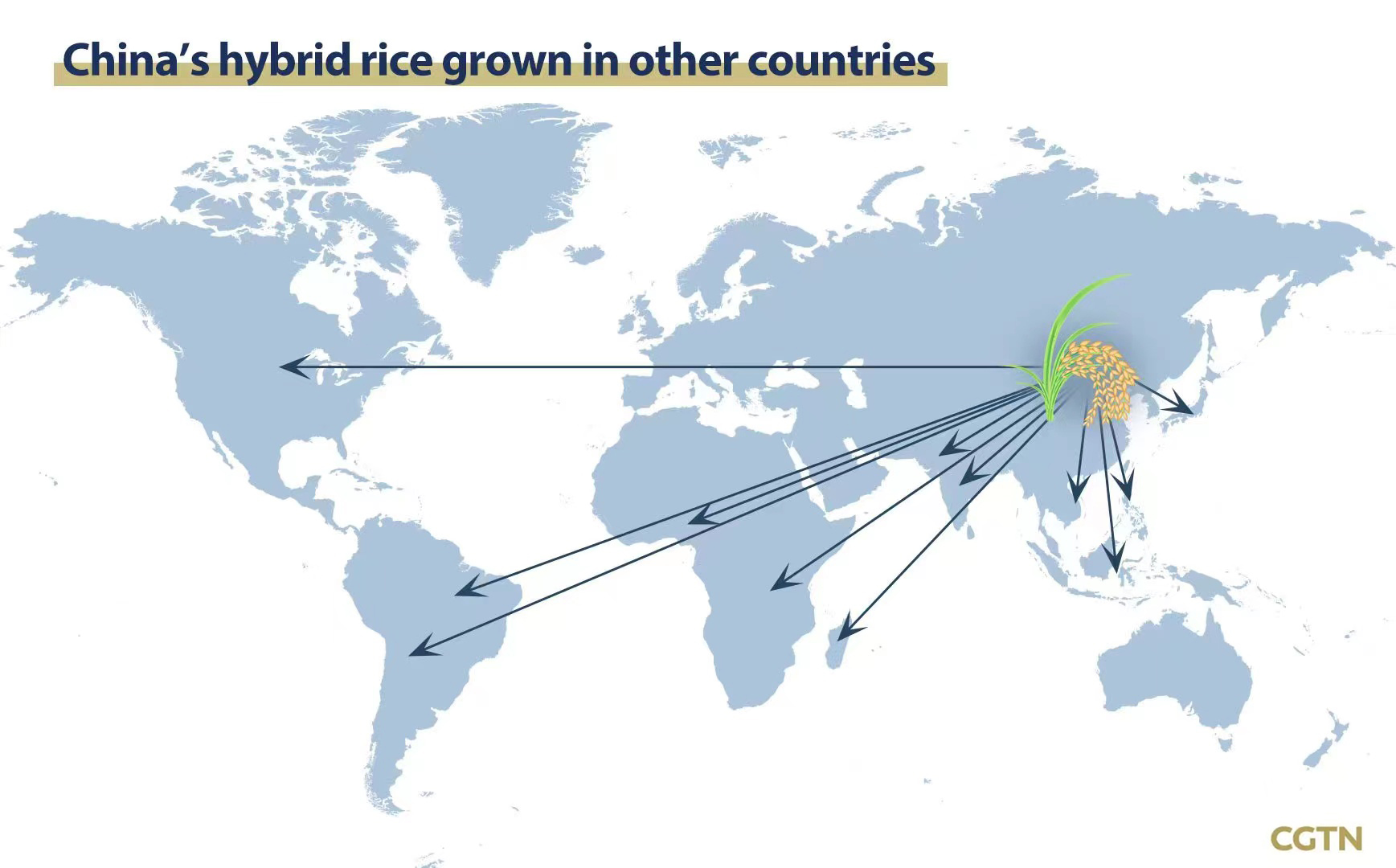 Map of China's hybrid rice grown in other countries. /Designed by CGTN's Xing Cheng