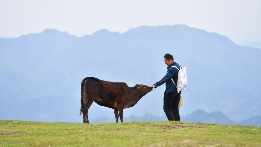 Li Yicheng, a member of the poverty alleviation team, learns about the growth of livestock in the high mountain natural pastures of Yaogao Village in Rongshui Miao Autonomous Prefecture, south China's Guangxi Zhuang Autonomous Region, April 26, 2020.