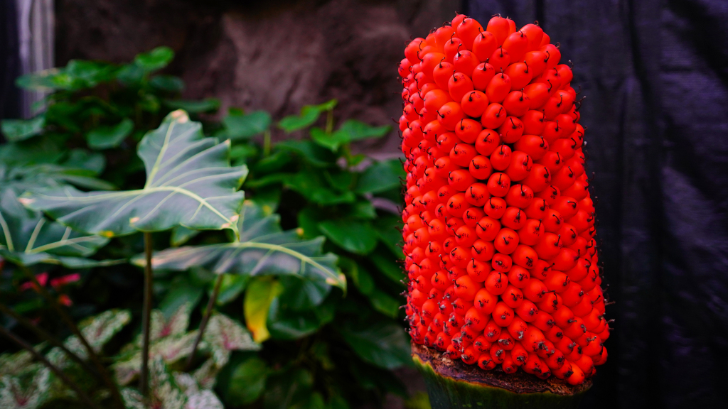 Endangered 'corpse flowers' fruit at China National Botanical Garden