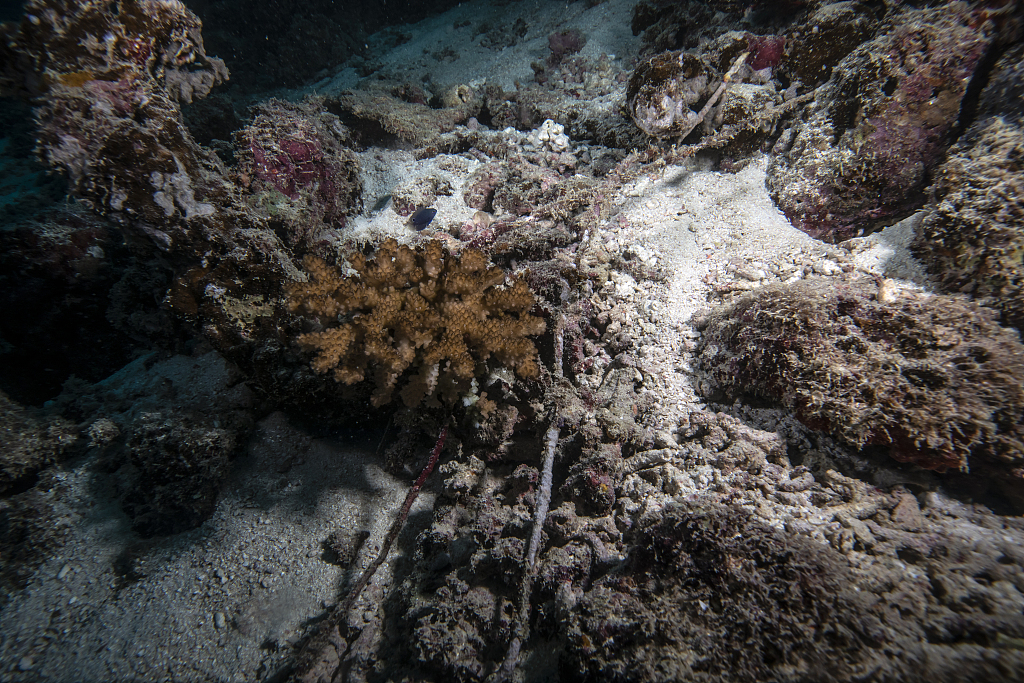 Coral reefs in the ocean in Male, Maldives, June 29, 2022. /CFP