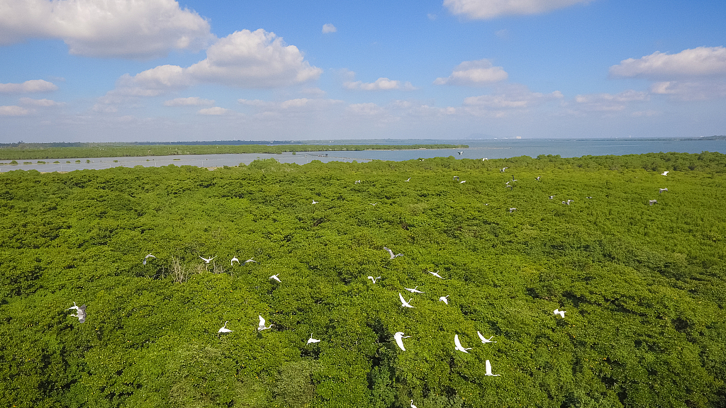Mangrove forests in Hainan Province, south China, December 1, 2019. /CFP