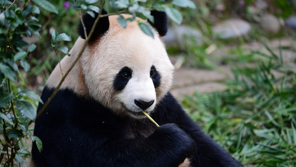 Panda Jing Jing seen in the Ya'an base of the China Conservation and Research Center for the Giant Panda in Sichuan Province, southwest China, before taking off to Qatar, October 18, 2022. /CFP