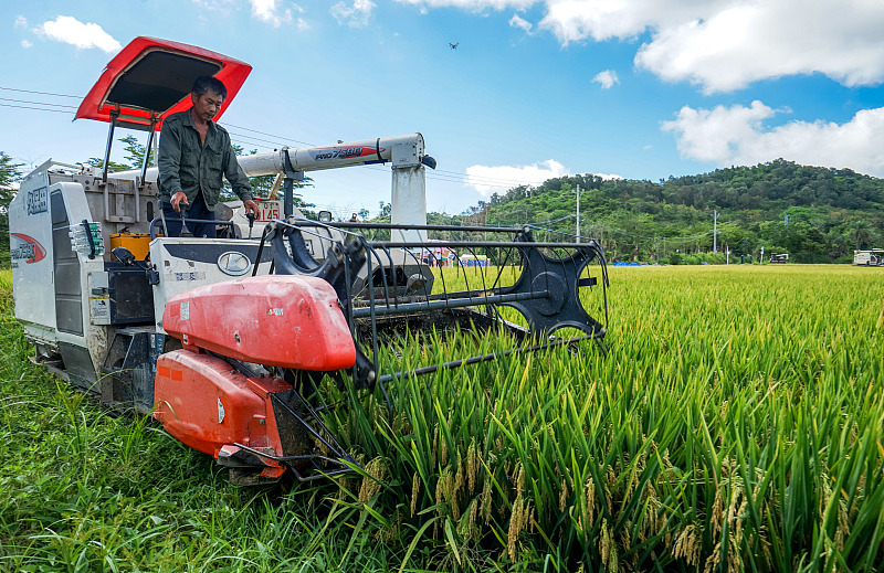 The super hybrid rice was harvested and measured with the average yield 1004.83 kilogram per mu (around 67 kilogram per hectare) at the demonstration site of the National Rice Park in Sanya, Hainan Province, May 9, 2021. /CFP
