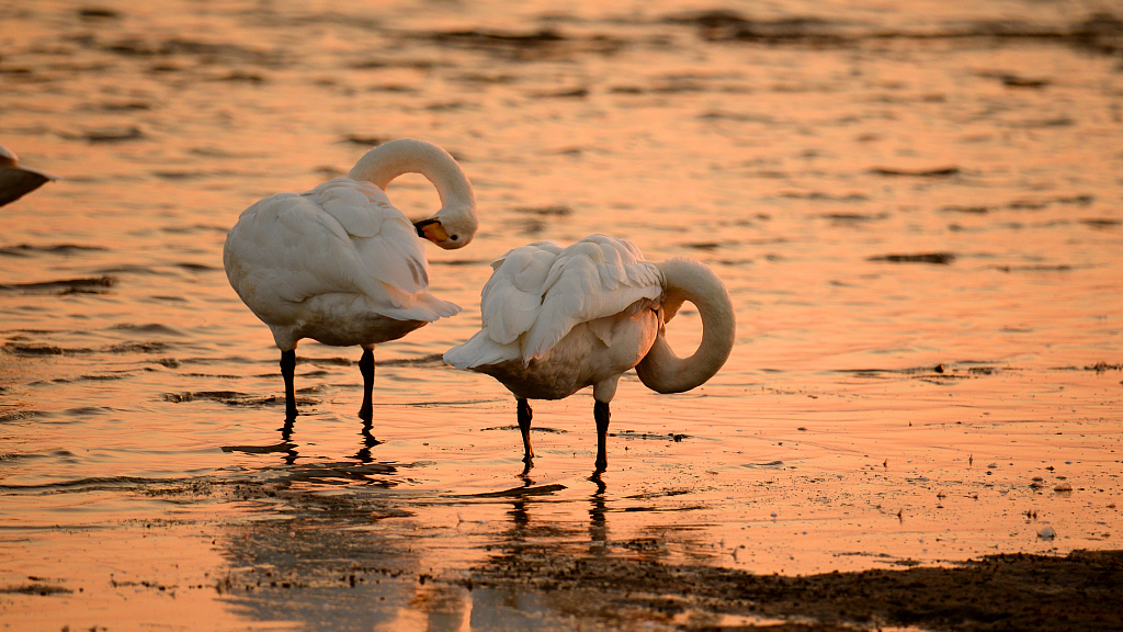 Whooper swans arrive in E China for winter
