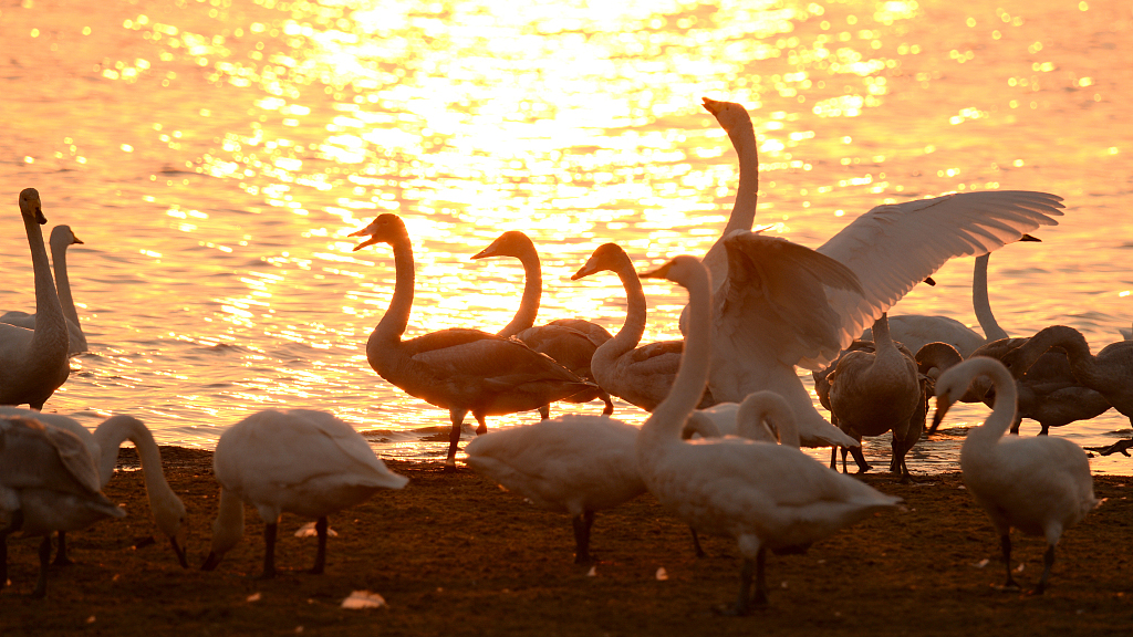 Whooper swans arrive in E China for winter