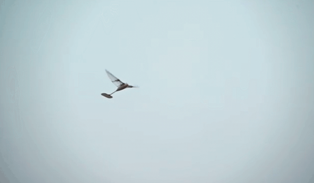 The unmanned ornithopter sets the Guinness record. /Beihang University