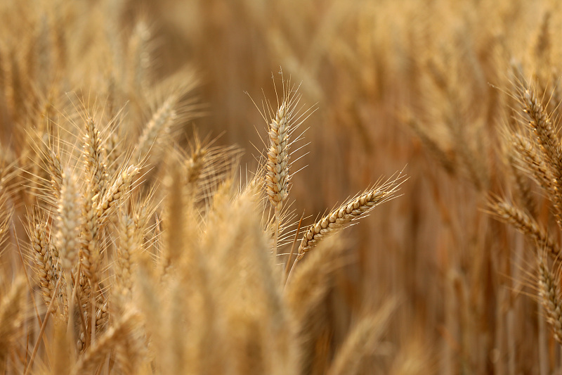 A wheat field. /CFP