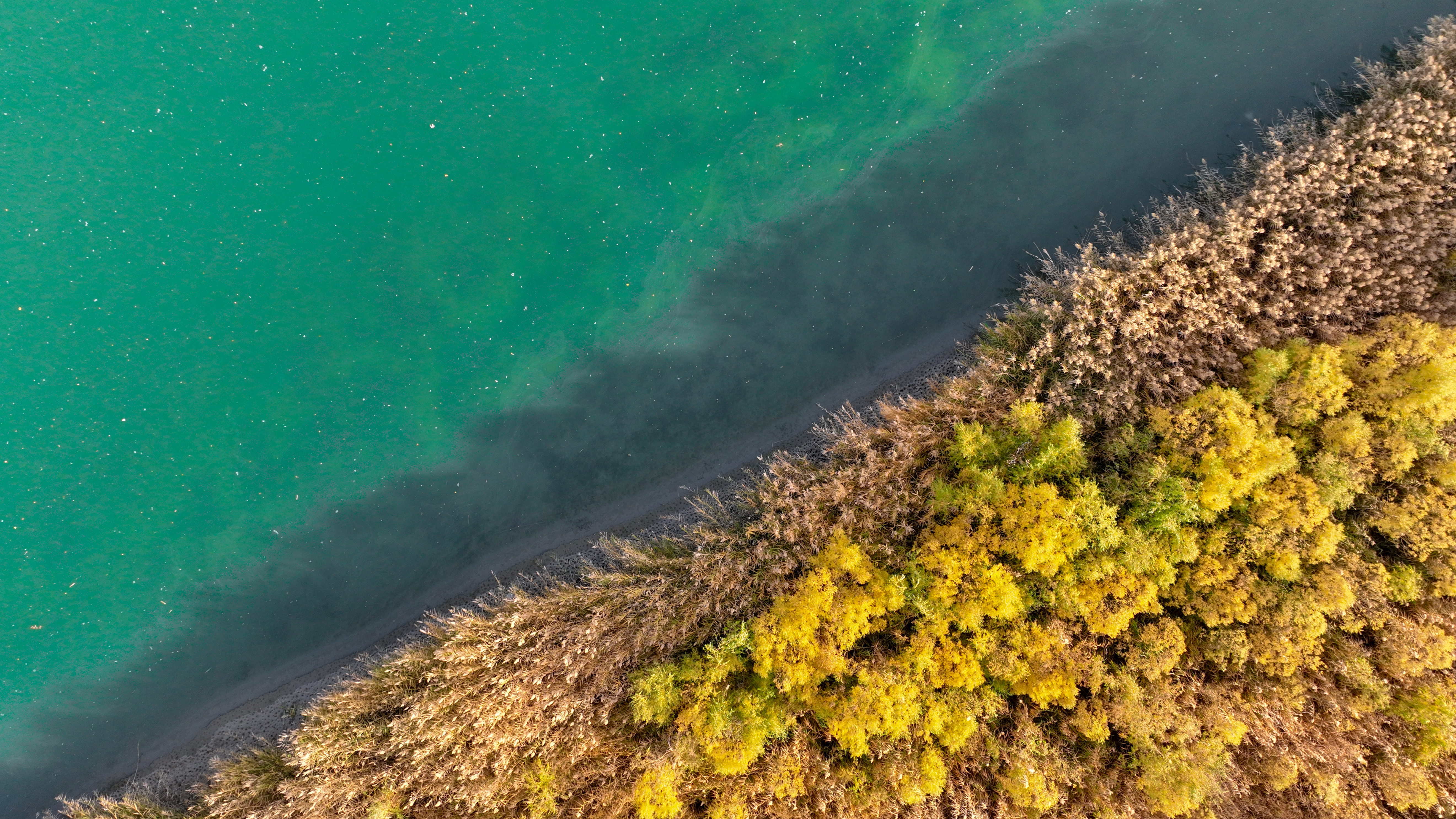 Autumn scenery at Kaidu River of NW China