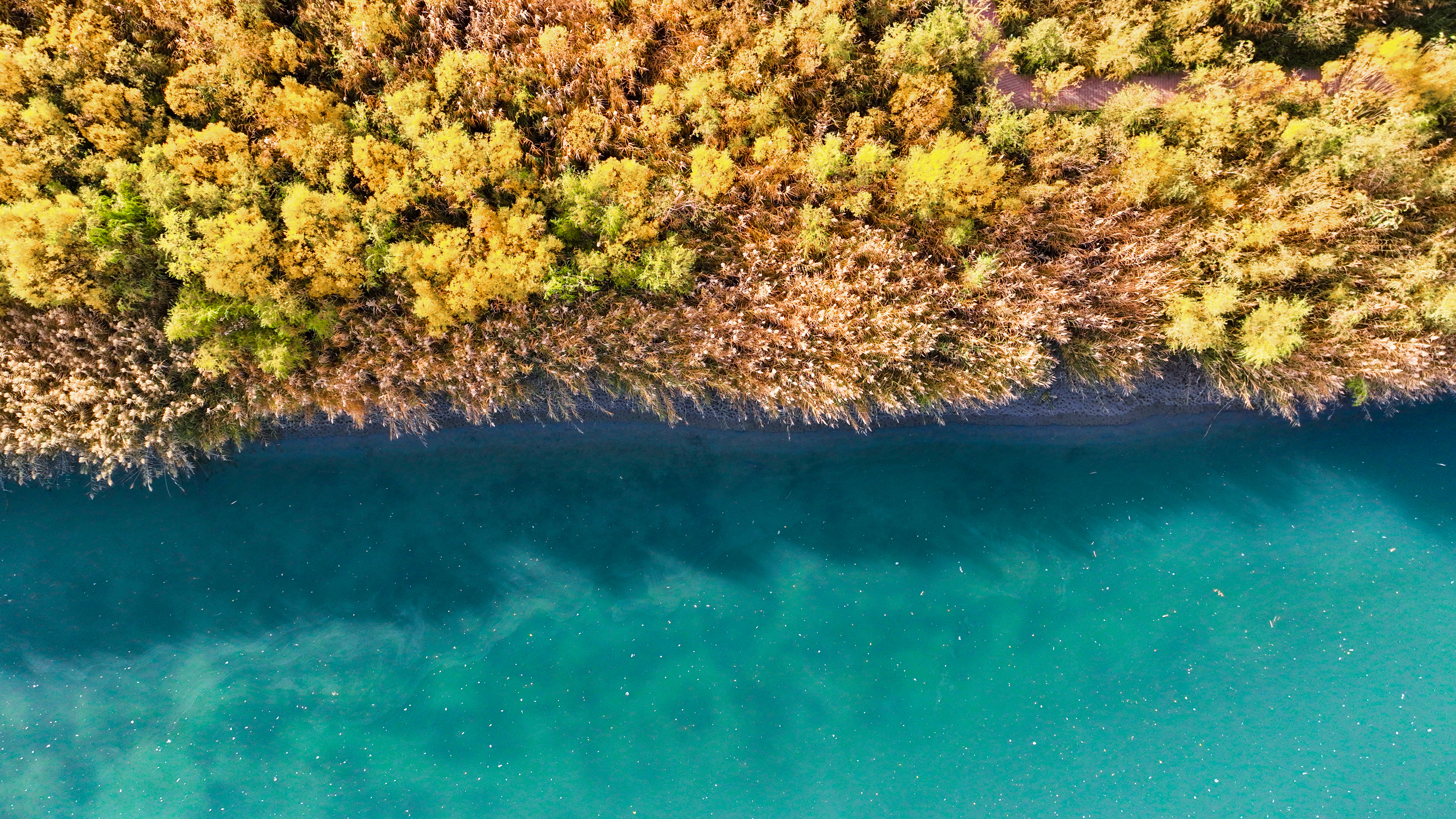 Autumn scenery at Kaidu River of NW China