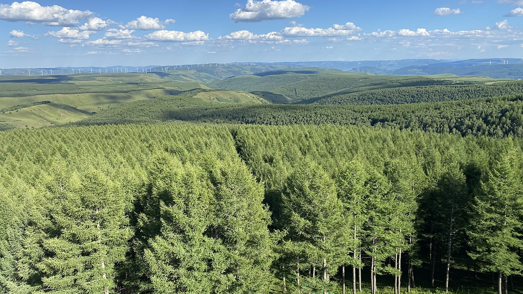 Aerial view of the world's largest artificial plantation Saihanba forest farm, Chengde City, Hebei Province, China, August 9, 2022. /CFP