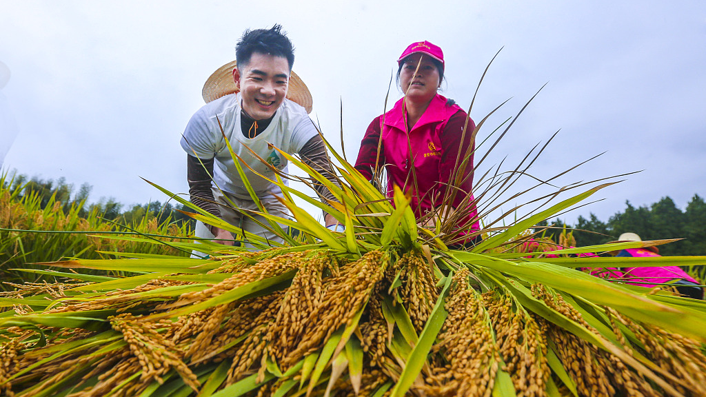 Rice is harvested in a field in Chun'an County, Hangzhou City, east China's Zhejiang Province, October 13, 2021. /CFP