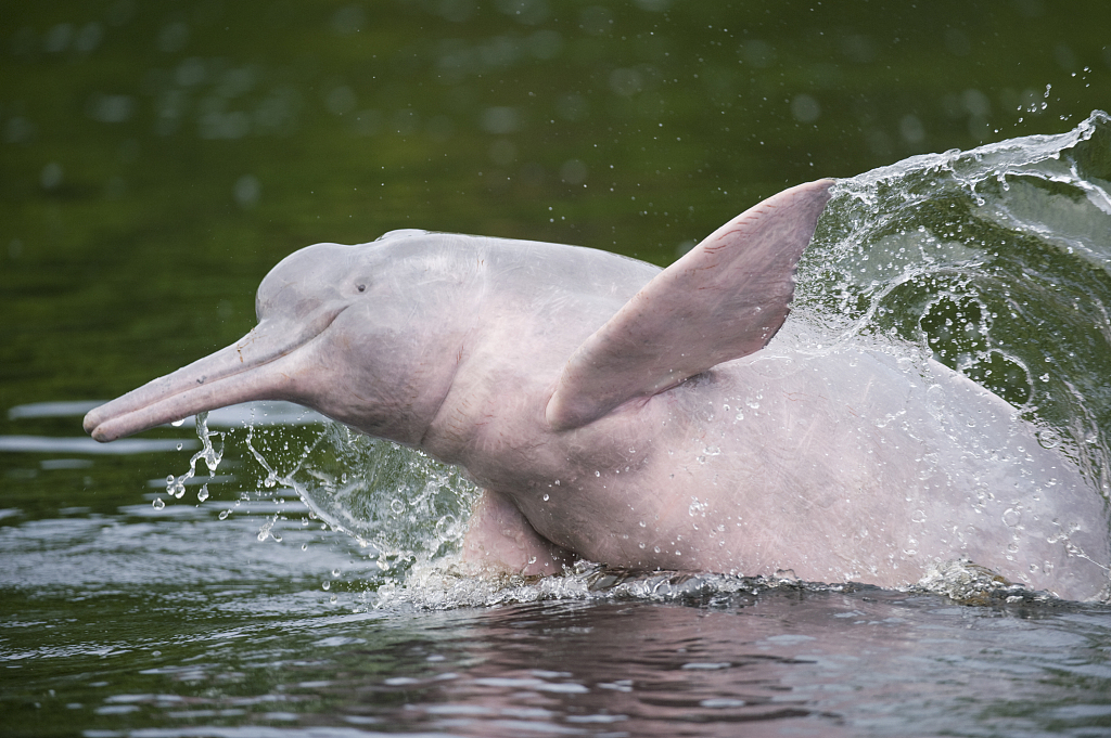 Amazon river dolphin. /VCG