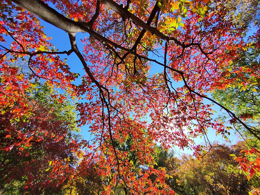 Colorful trees in the south garden of the China National Botanical Garden, Beijing, October 22, 2022. /CFP 