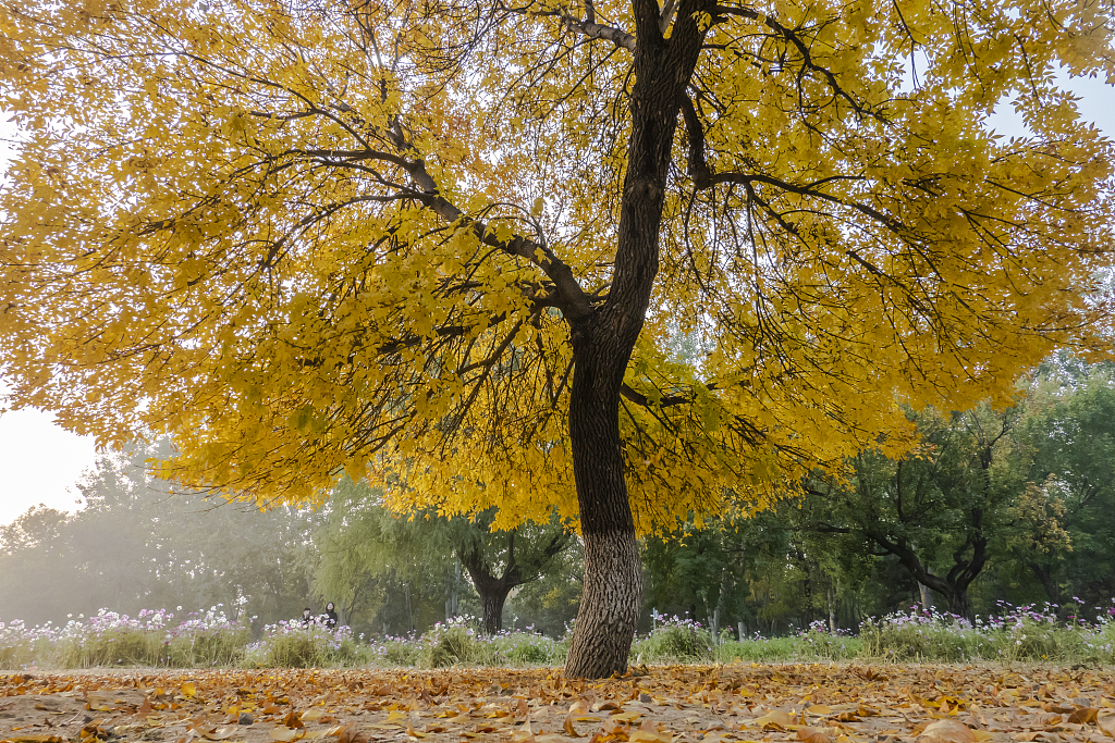 This Chinese ash tree at the Olympic Forest Park has turned yellow, October 21, 2022. /CFP