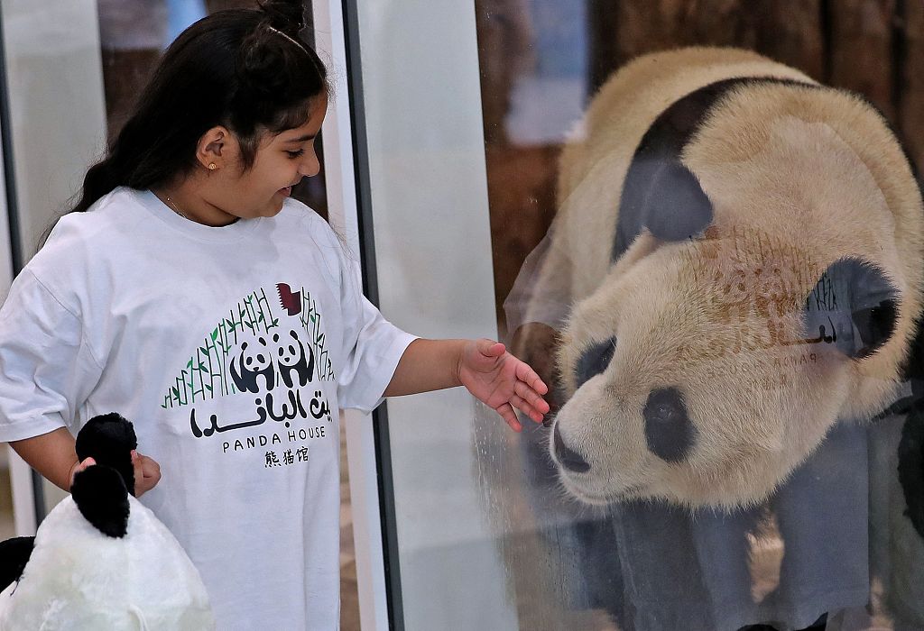 A child plays with a Chinese giant panda from behind protective glass at the Panda Park in Al Khor, October 19, 2022. Qatar became the first Middle Eastern country to receive Chinese giant pandas as gifts ahead of the football World Cup. /CFP