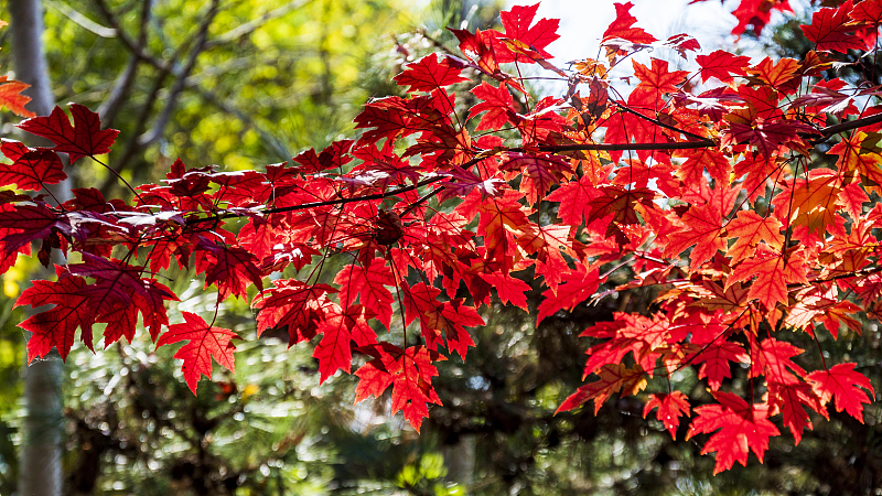 Live: Immersive experience in enchanting autumn forests in China