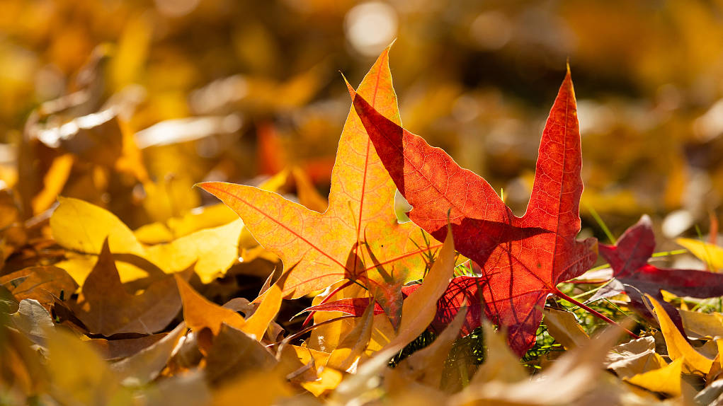 Live: Enchanting autumn scenery in China