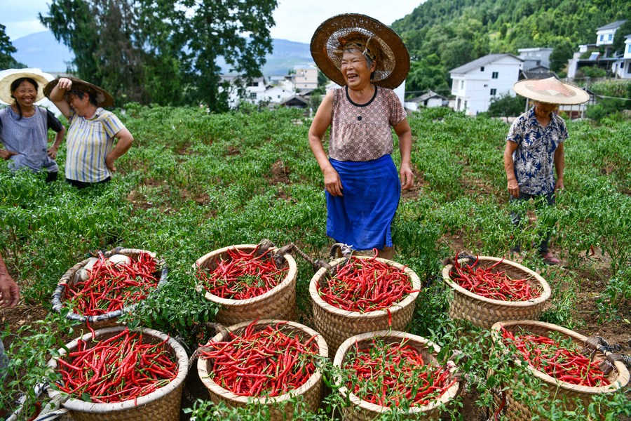 Villagers harvest fresh peppers in Qinggangba Village, Tangtou Town in Sinan County of southwest China's Guizhou Province, August 12, 2020. /Xinhua