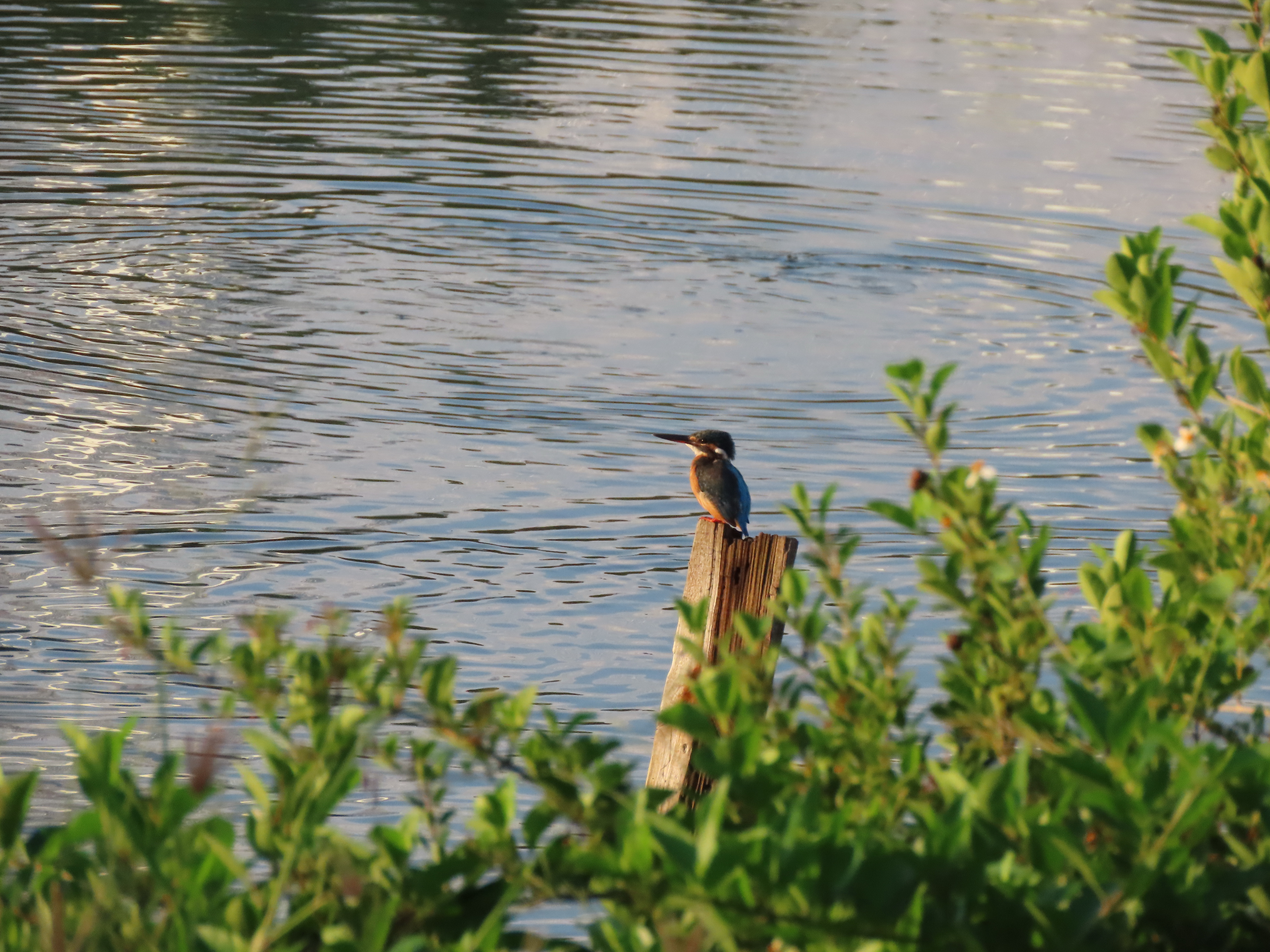 A kingfisher's fruitful day