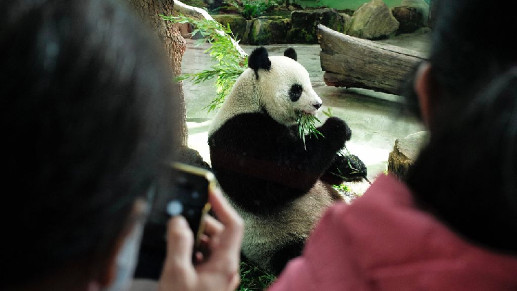 Chinese mainland sends two experts to aid sick giant panda in Taiwan - CGTN