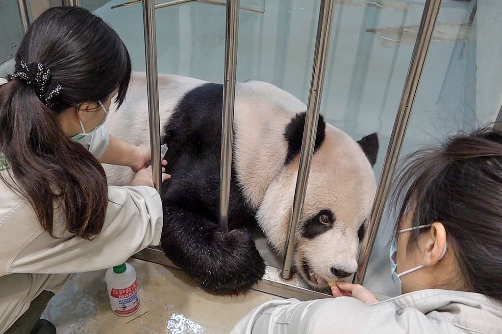 This undated handout picture released by the Taipei Zoo on October 27, 2022, shows workers treating sick male panda Tuan Tuan at the zoo. /CFP