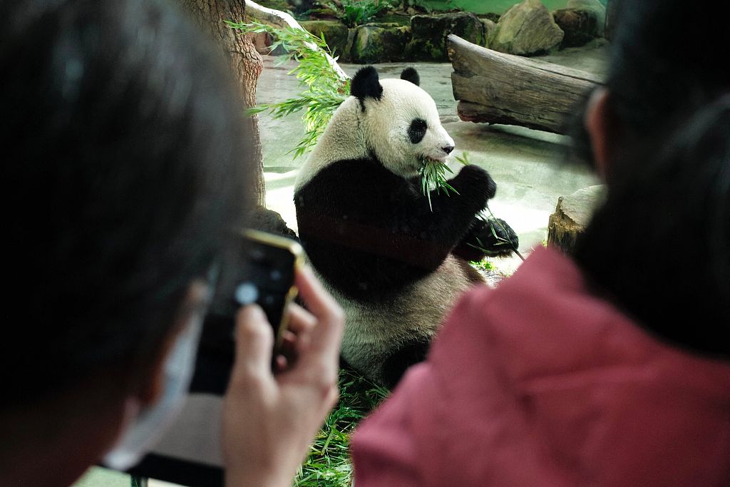 A visitor films a giant panda in an enclosure at Taipei Zoo, October 28, 2022. /CFP