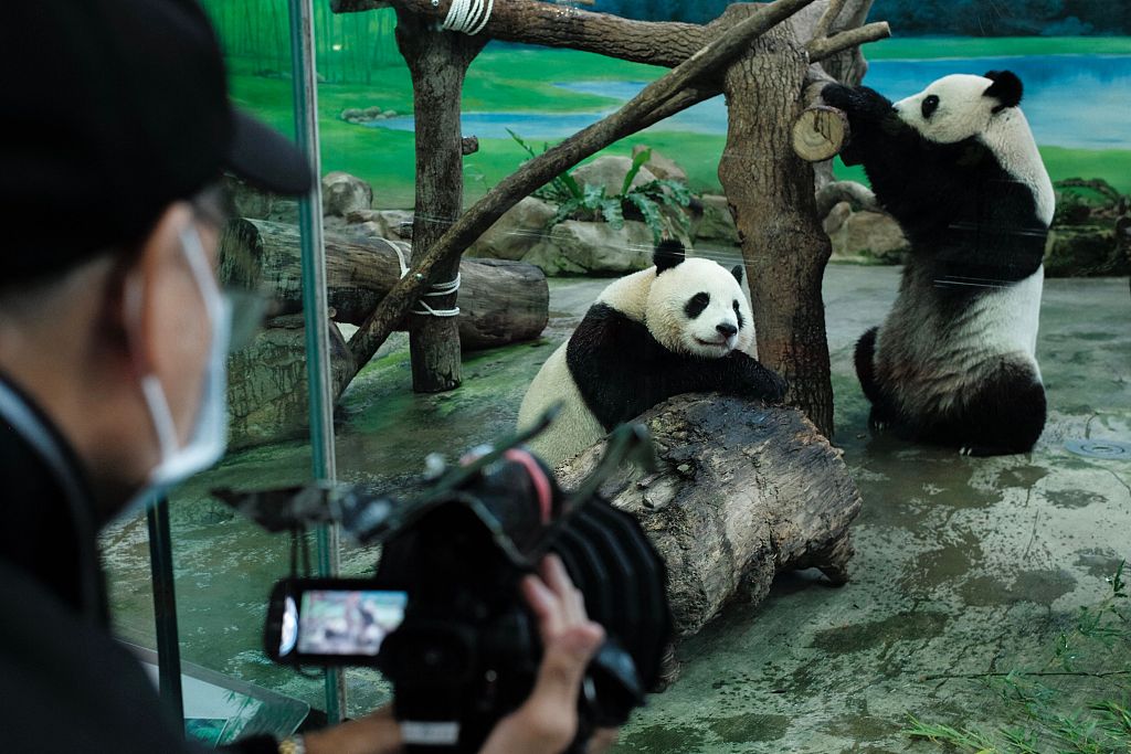 A man films two giant pandas in an enclosure at Taipei Zoo, October 28, 2022. /CFP