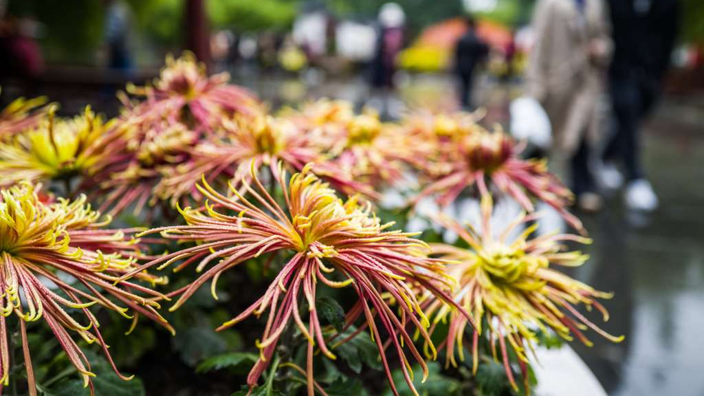 Blooming chrysanthemums on exhibition in SW China