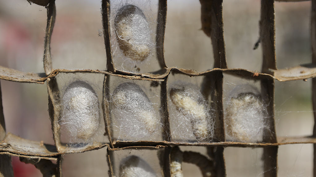 Silkworm cocoons are seen in a silk producing workshop in Lianyungang City, Jiangsu Province, China, October 8, 2022. /CFP