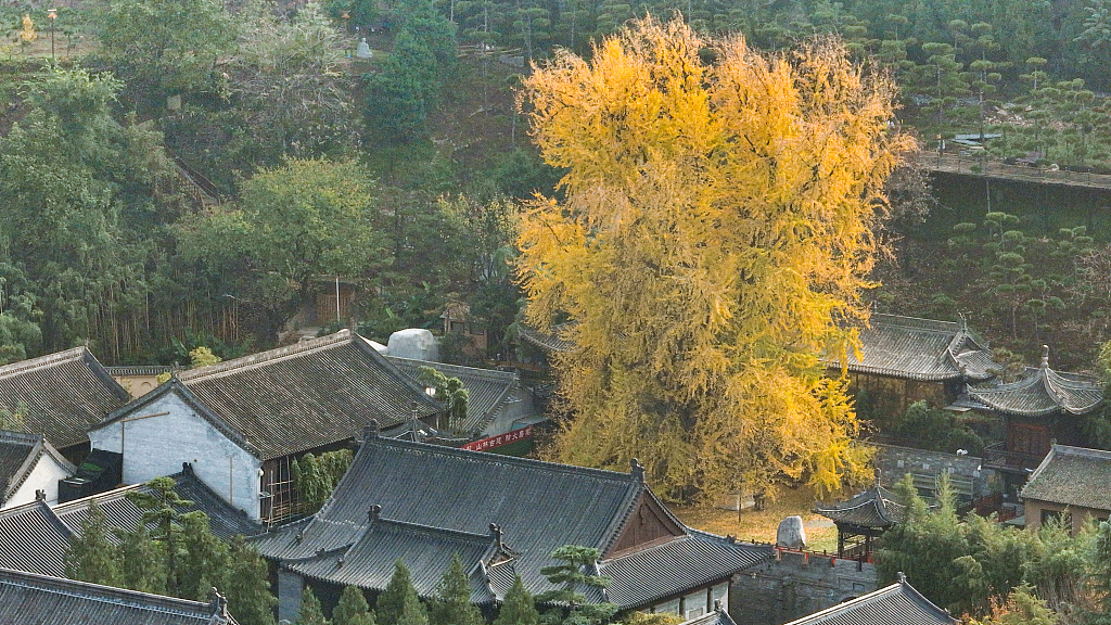 Ancient ginkgo tree welcomes its 'golden' period in NW China