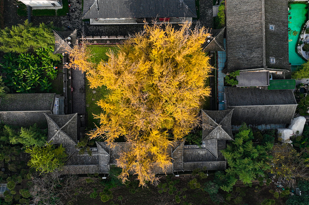 Ancient ginkgo tree welcomes its 'golden' period in NW China