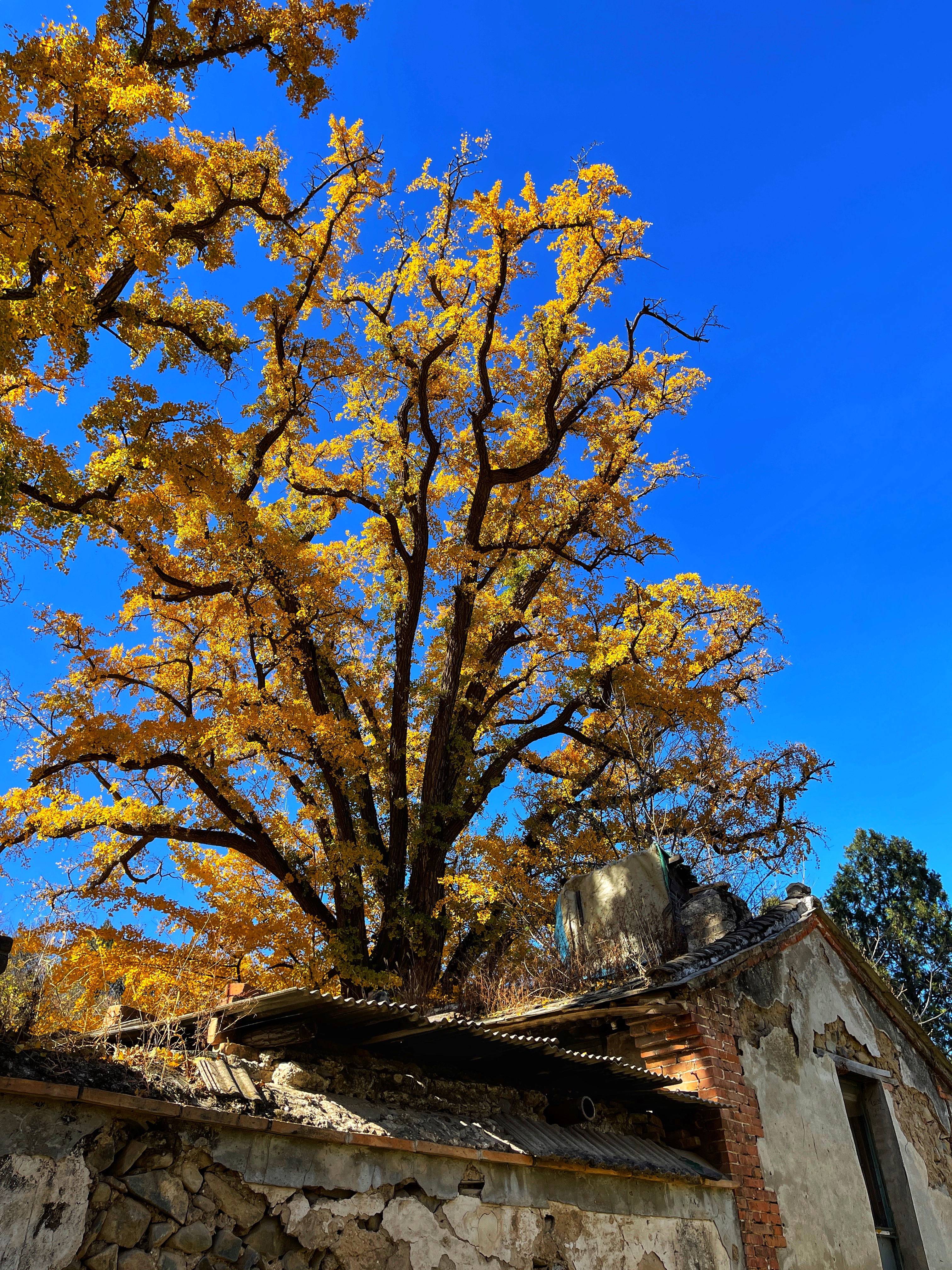 Beijing's ancient ginkgo trees radiate autumn glory