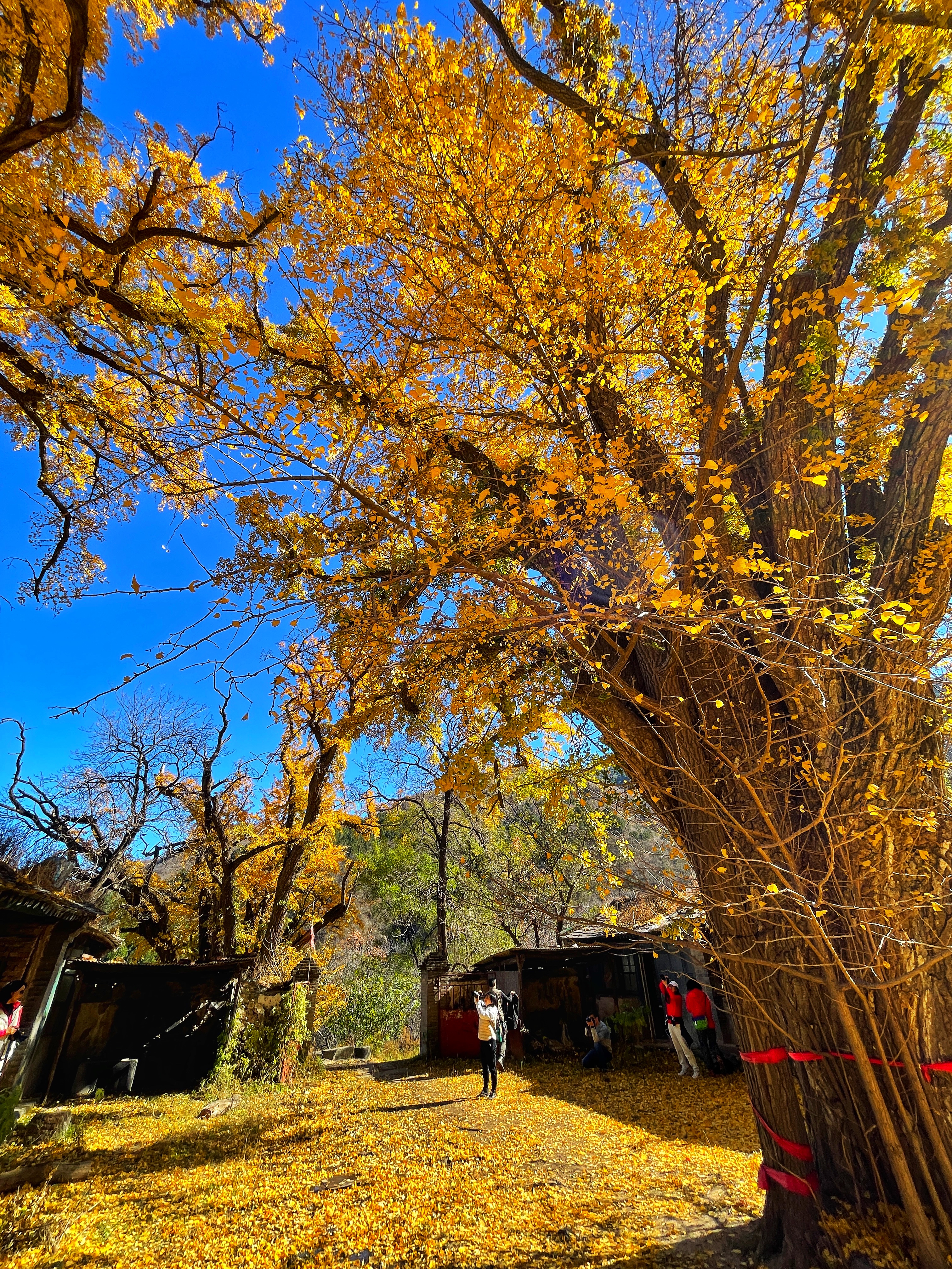 Beijing's ancient ginkgo trees radiate autumn glory