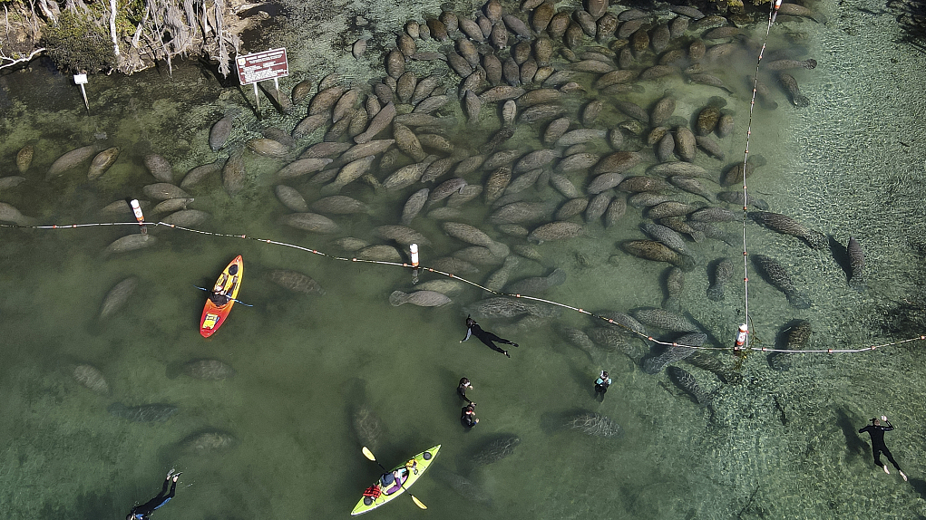 Snorkelers and kayakers interact with an aggregation of manatees gathered at the entrance to the Three Sisters Springs in Crystal River, Florida, January 30, 2022. /CFP